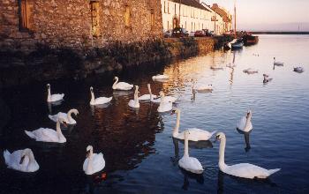Swans in Galway